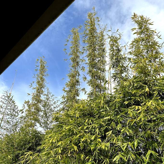 Peaceful Green Bay Charmer Auckland Exterior foto