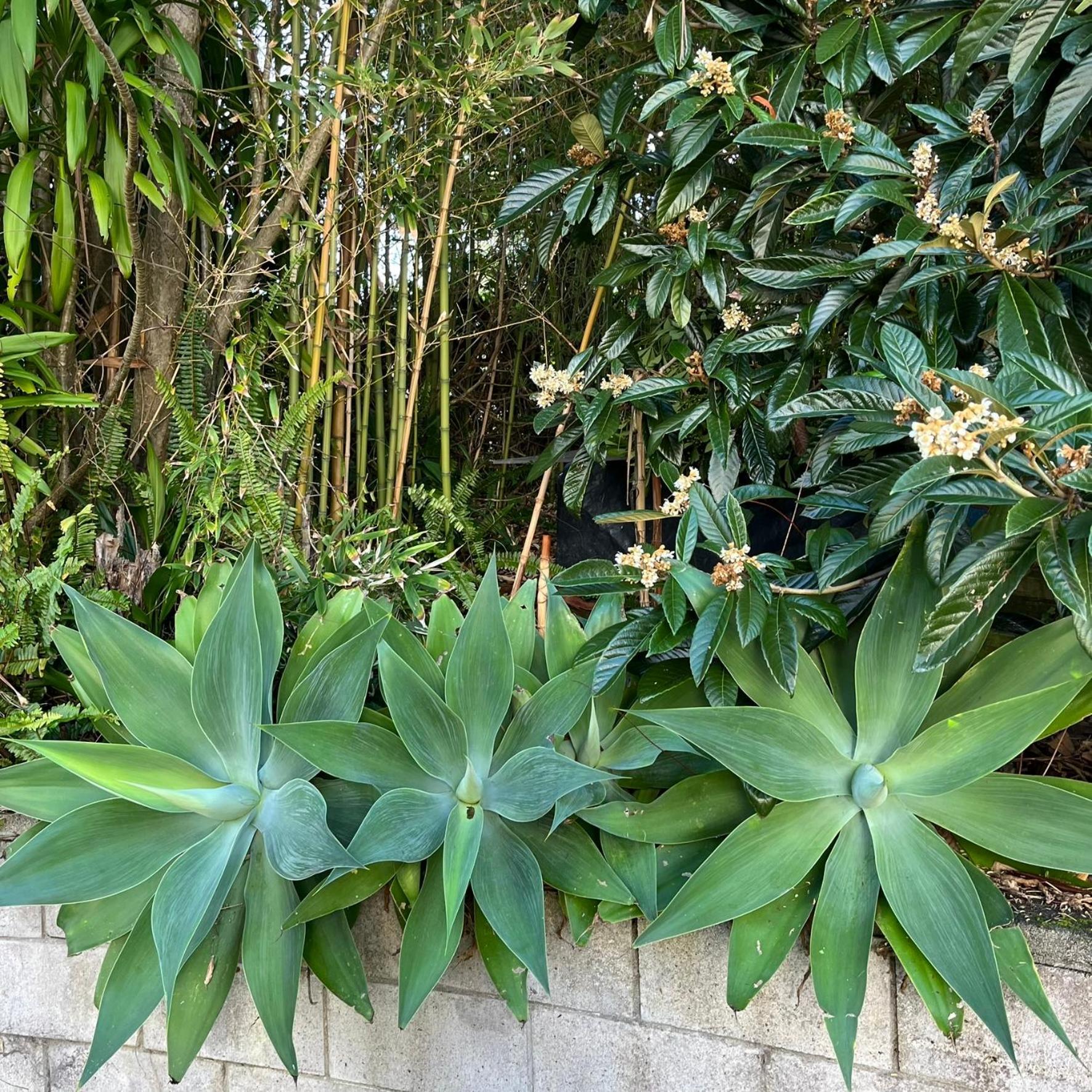 Peaceful Green Bay Charmer Auckland Exterior foto